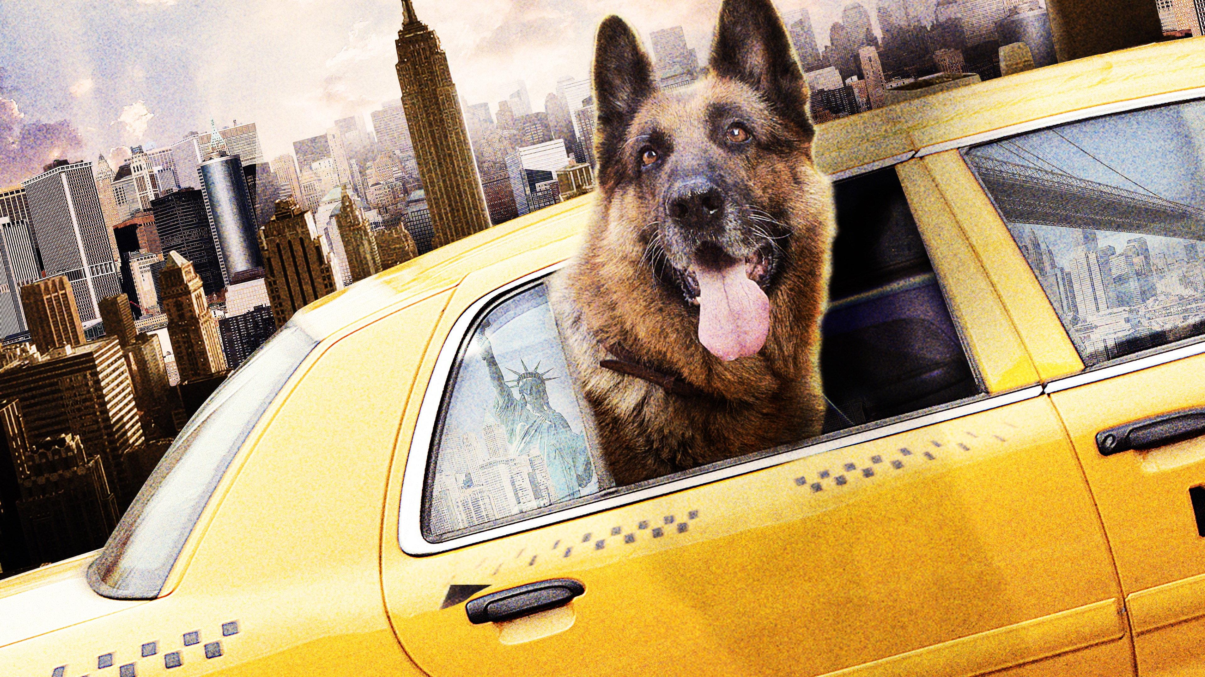 Cool Dog 2010 movie scene