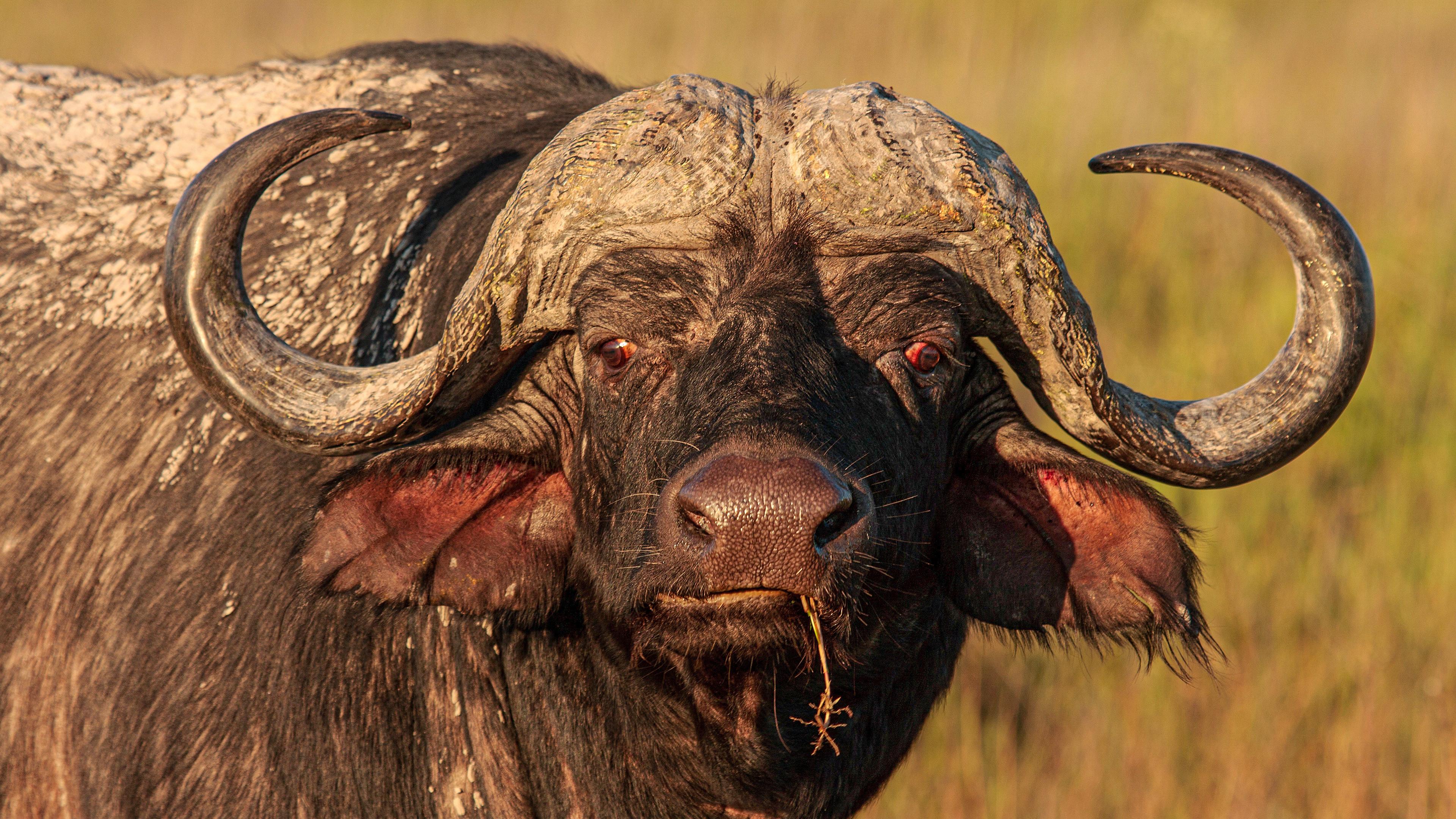 Blood Rivals: Lion vs Buffalo 2014 movie scene