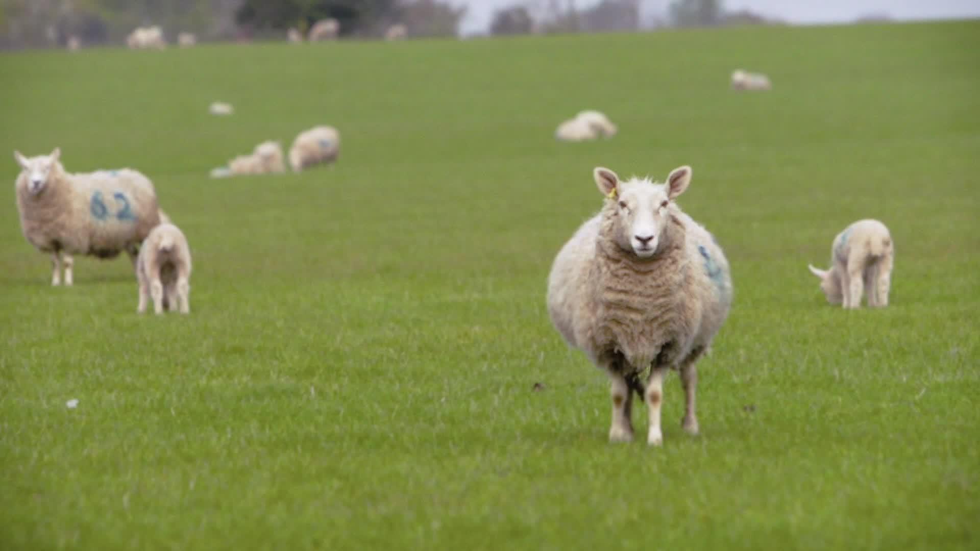 Baa Baa Land 2017 movie scene