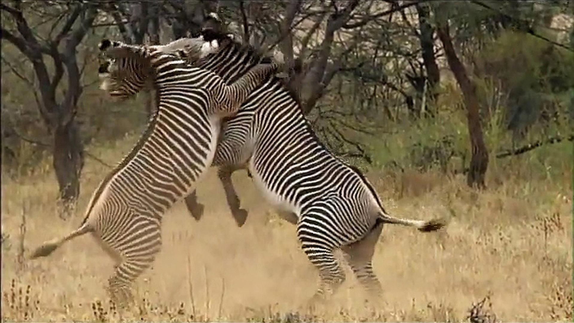Afrique Sauvage 2012 movie scene