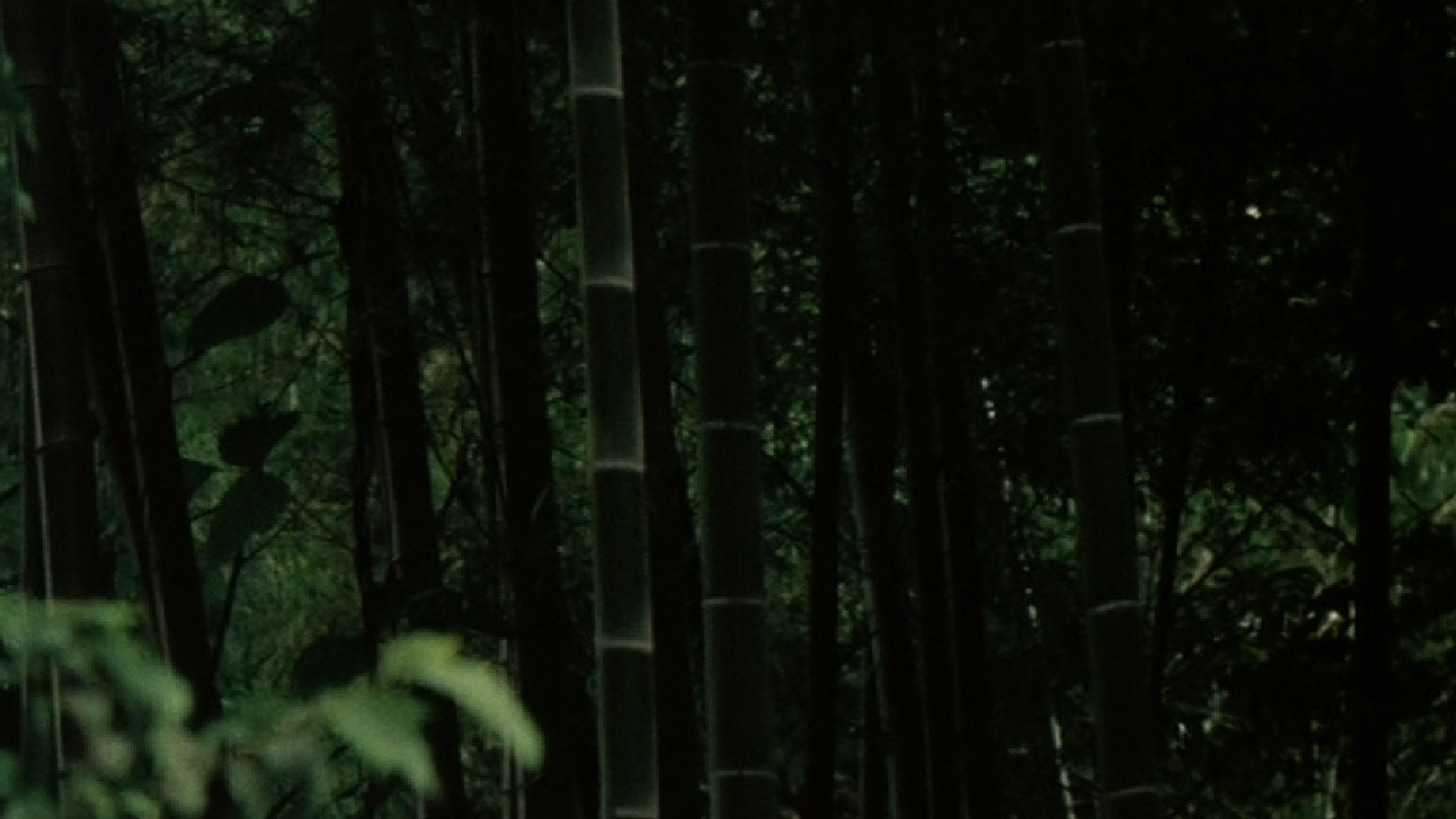 Young Pines 2011 movie scene