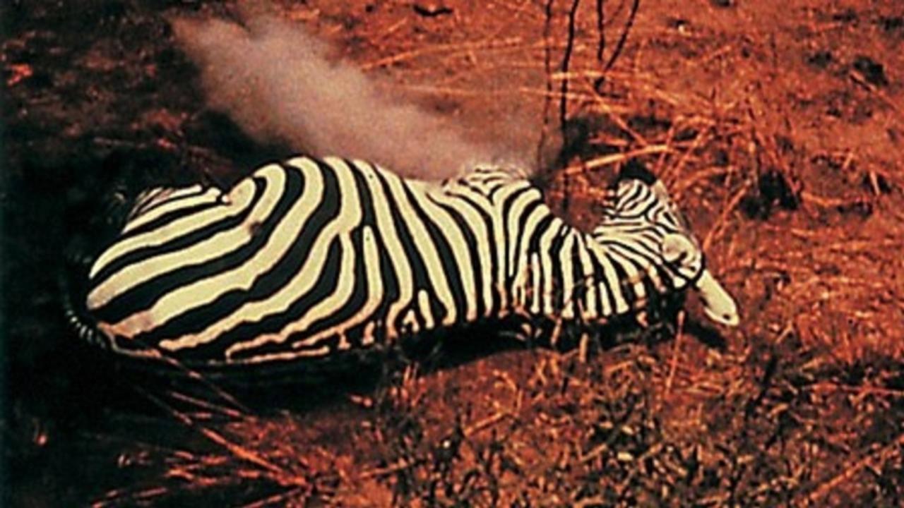 Our Trip to Africa 1966 movie scene