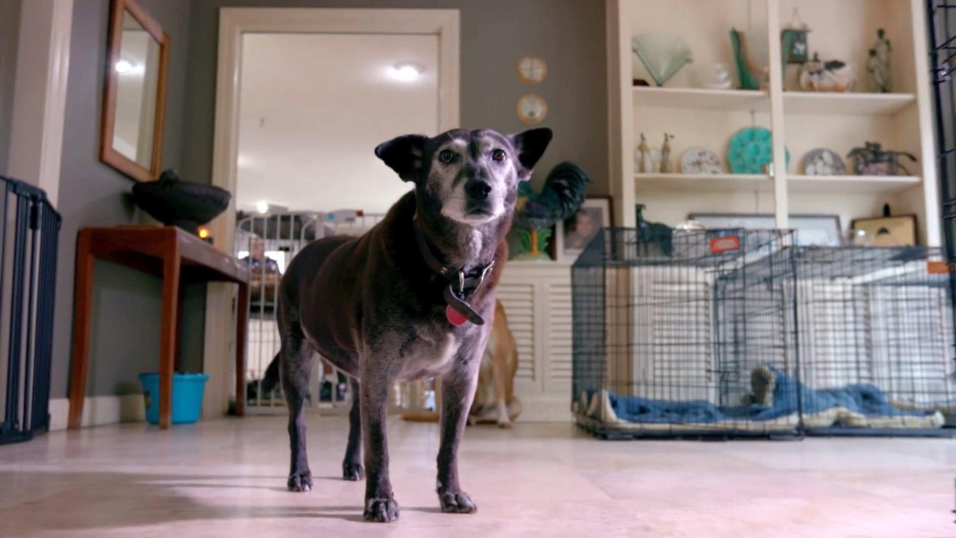 Life in the Doghouse 2018 movie scene