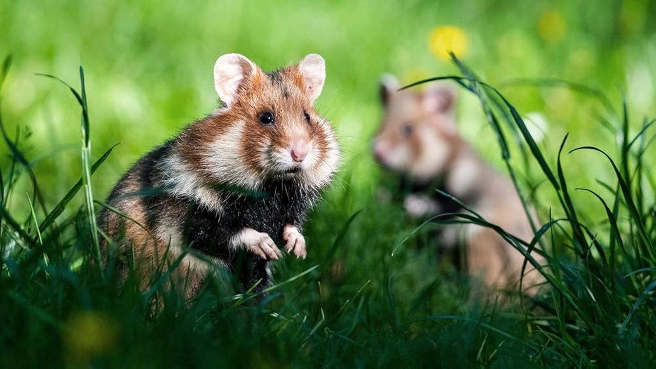 Geheimnisvolle Parktiere - Wildes Leben in der Stadt 2021 movie scene