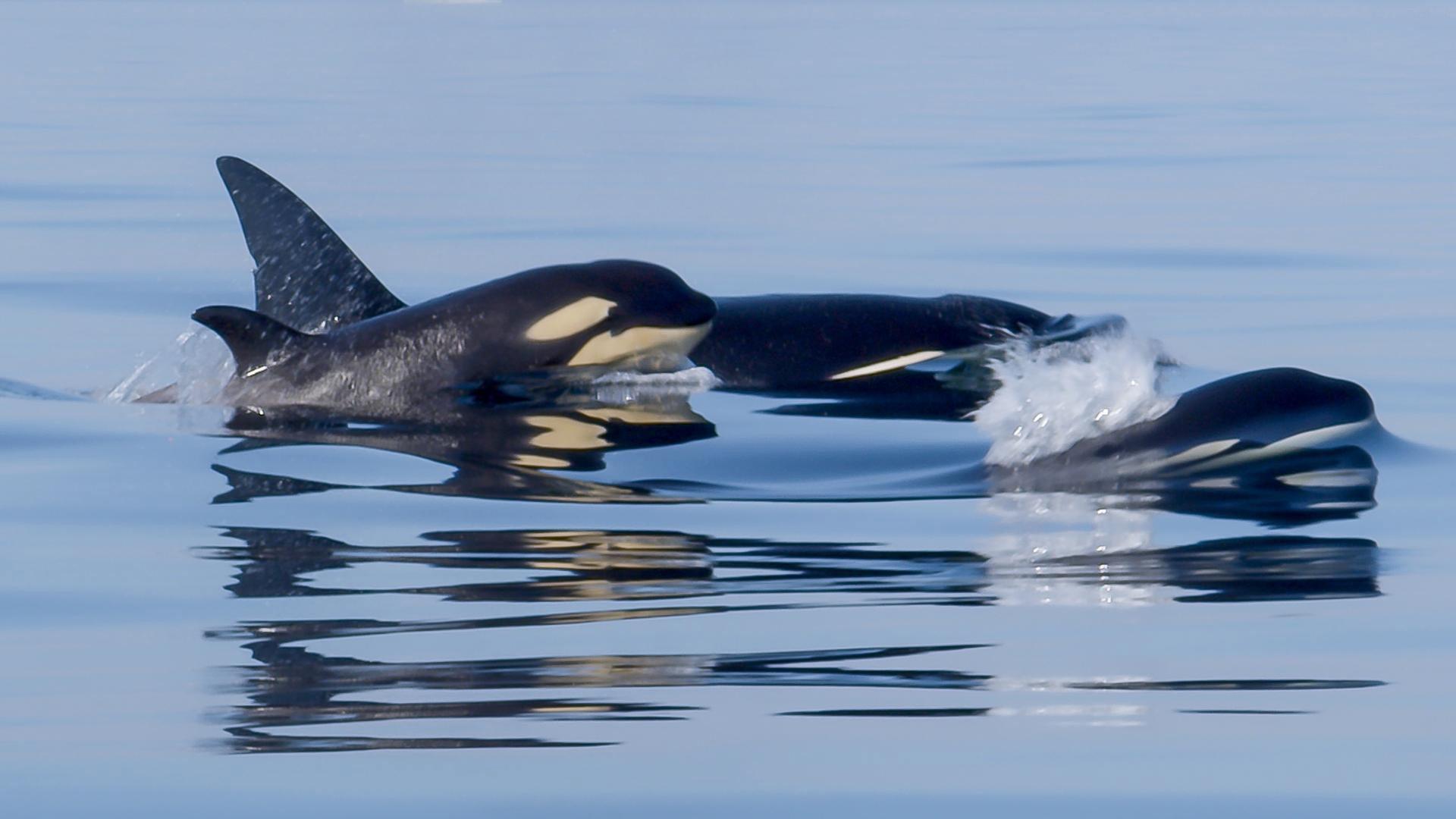 Orcas - Life in Black and White 2025 movie scene