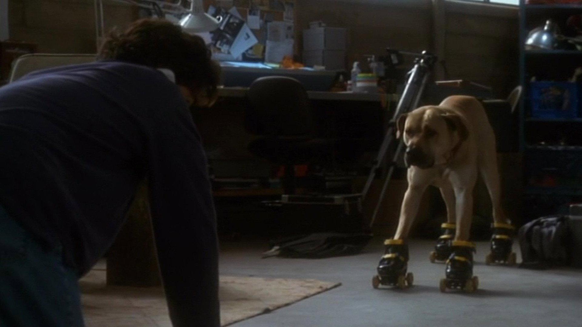 The Truth About Cats & Dogs 1996 movie scene