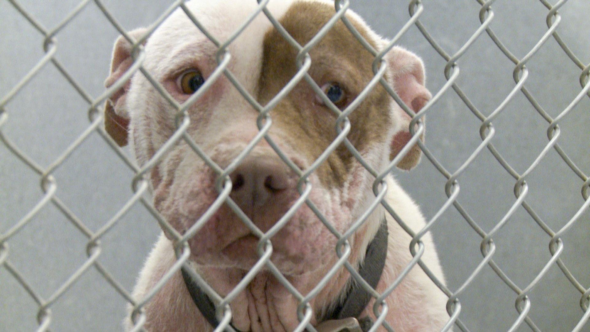One Nation Under Dog 2012 movie scene