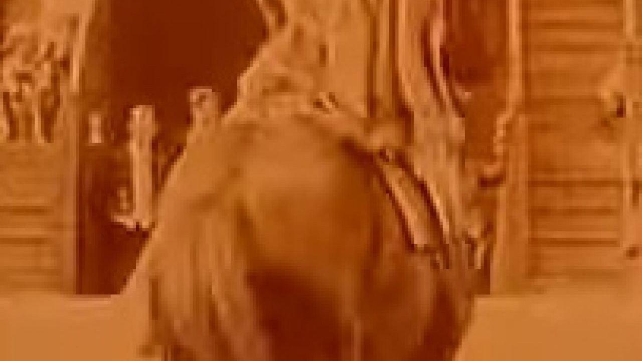 The Great Circus Disaster 1912 movie scene