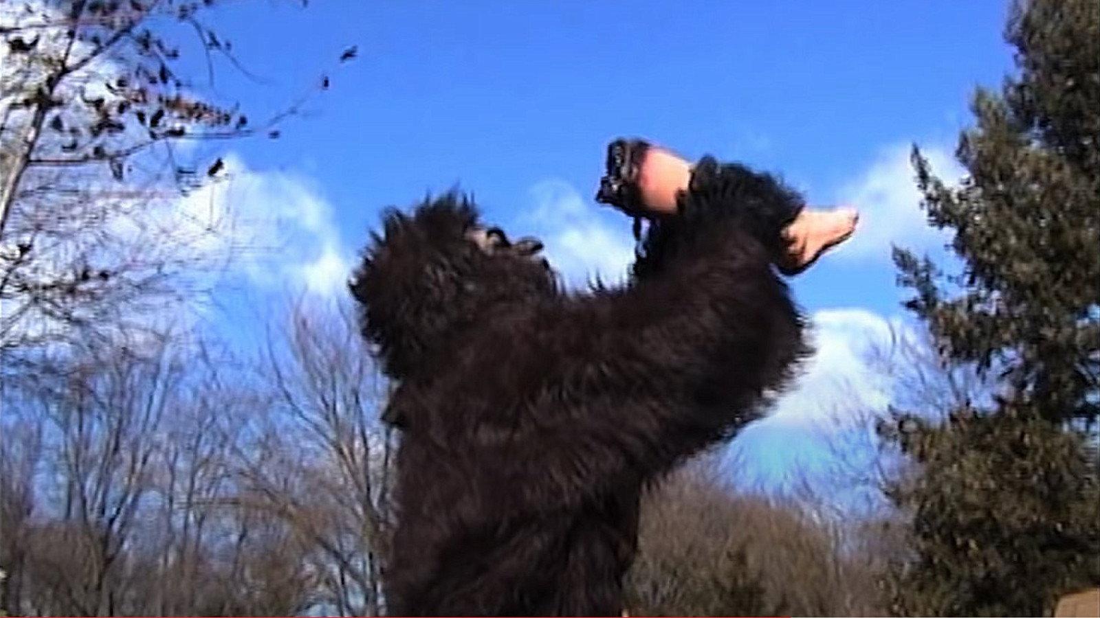 Suburban Sasquatch 2004 movie scene