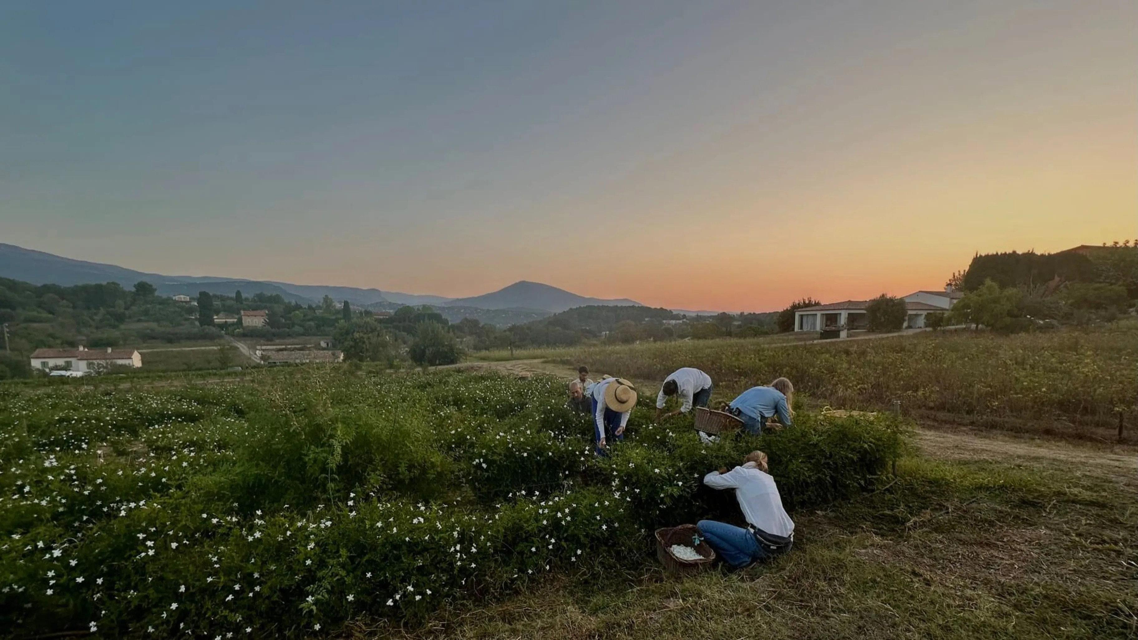 Fleurs à parfum, retour en Grasse 2026 movie scene