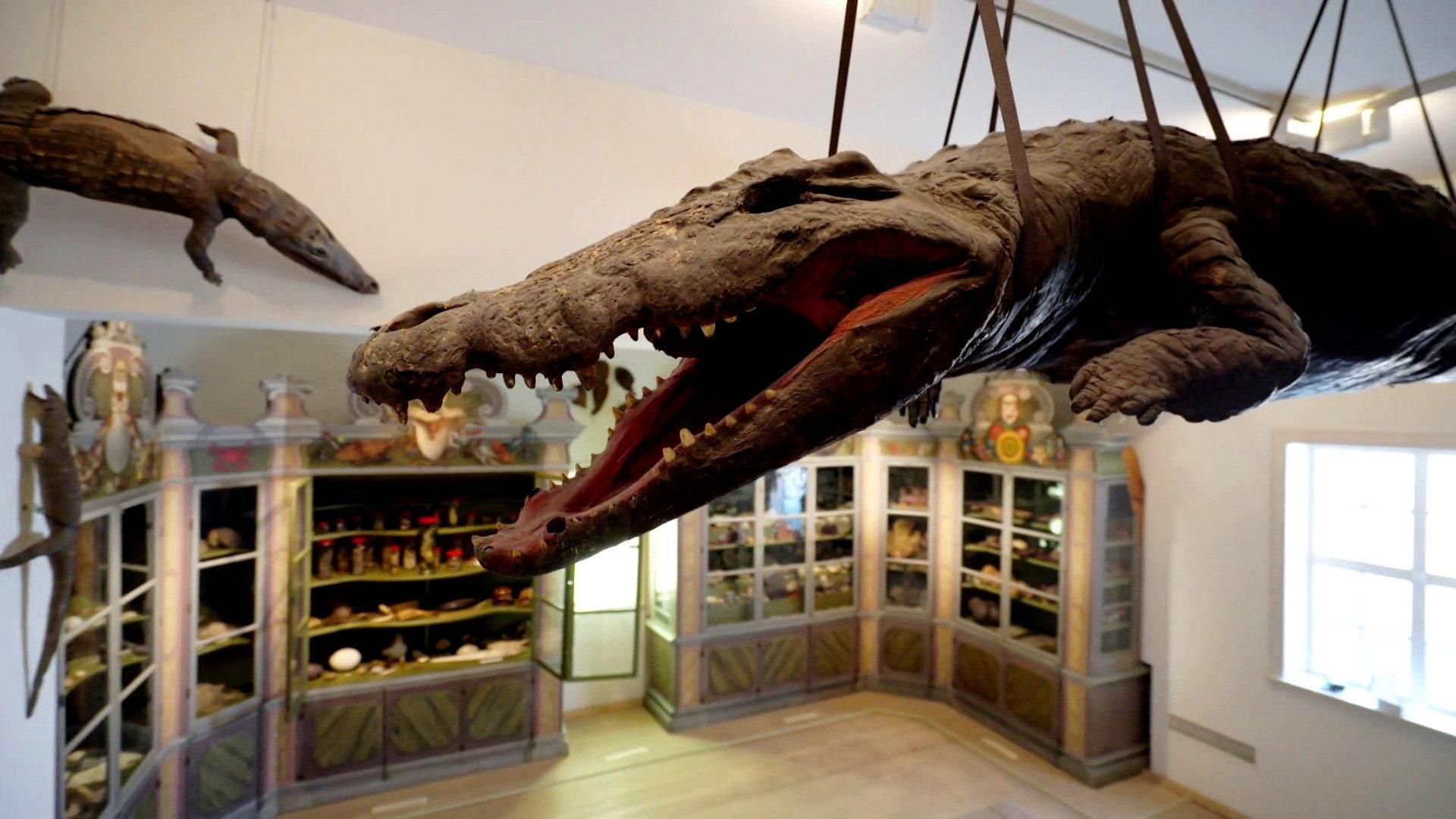 The Cultural History of Museums 2022 movie scene