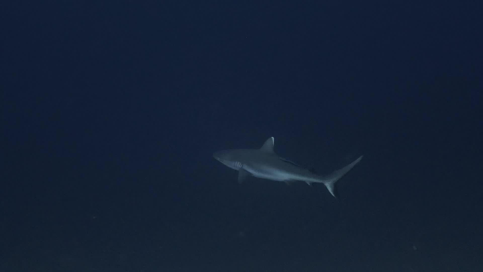 Sharks: Predators of the Deep 2024 movie scene