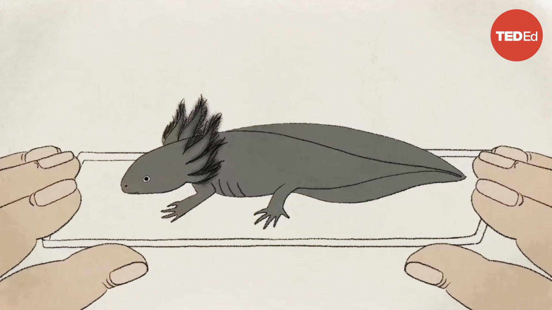 These Salamanders Snack on Each Other (But Don't Die) 2021 movie scene
