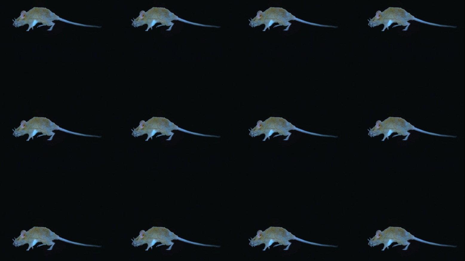 The Experience of a Rat 2025 movie scene