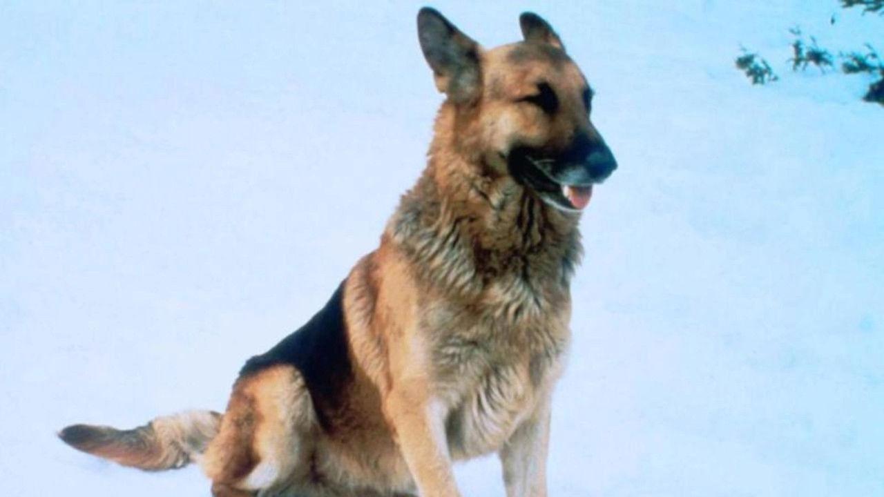 The Courage of Kavik, the Wolf Dog 1980 movie scene