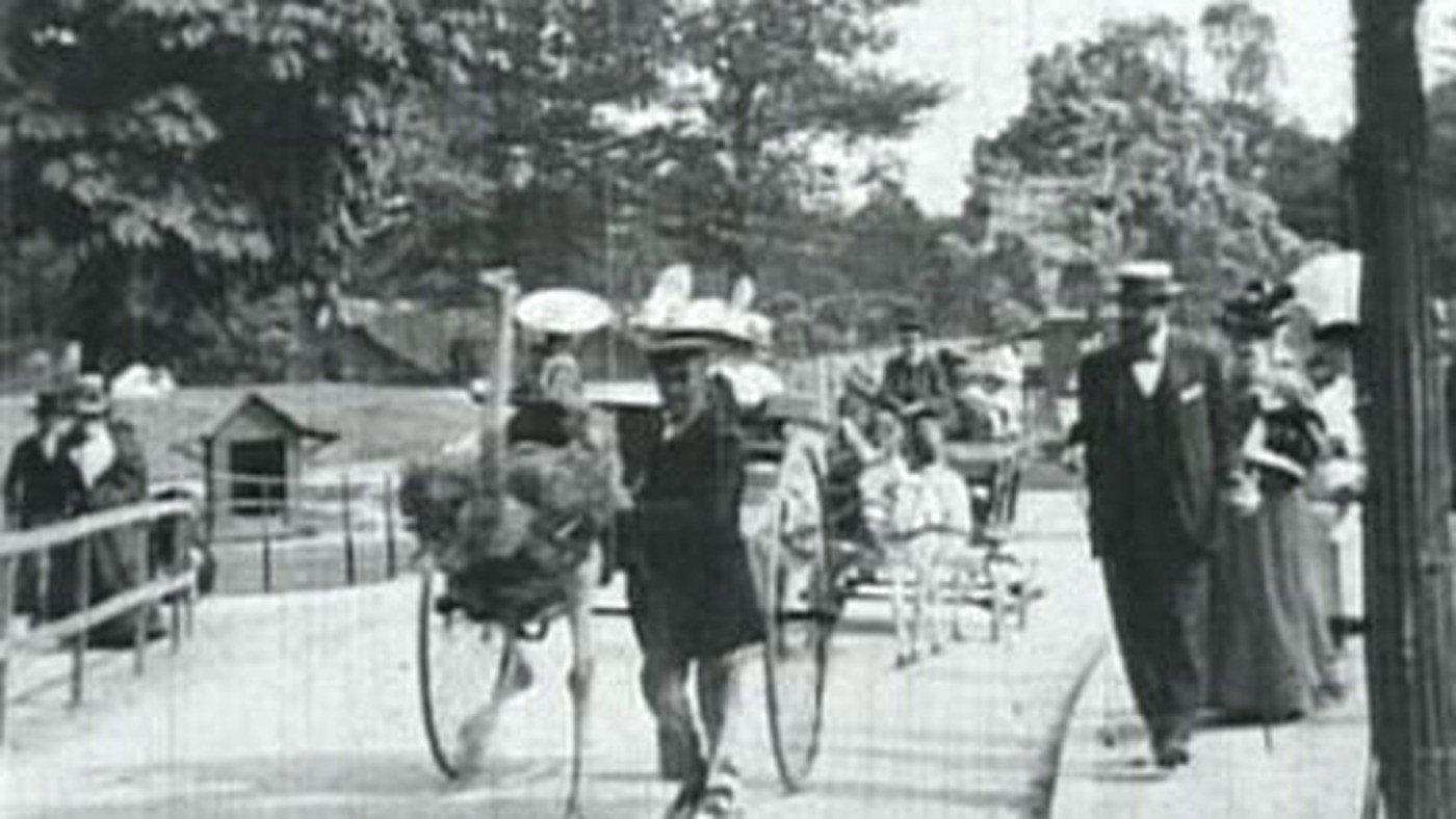 Ostriches 1896 movie scene