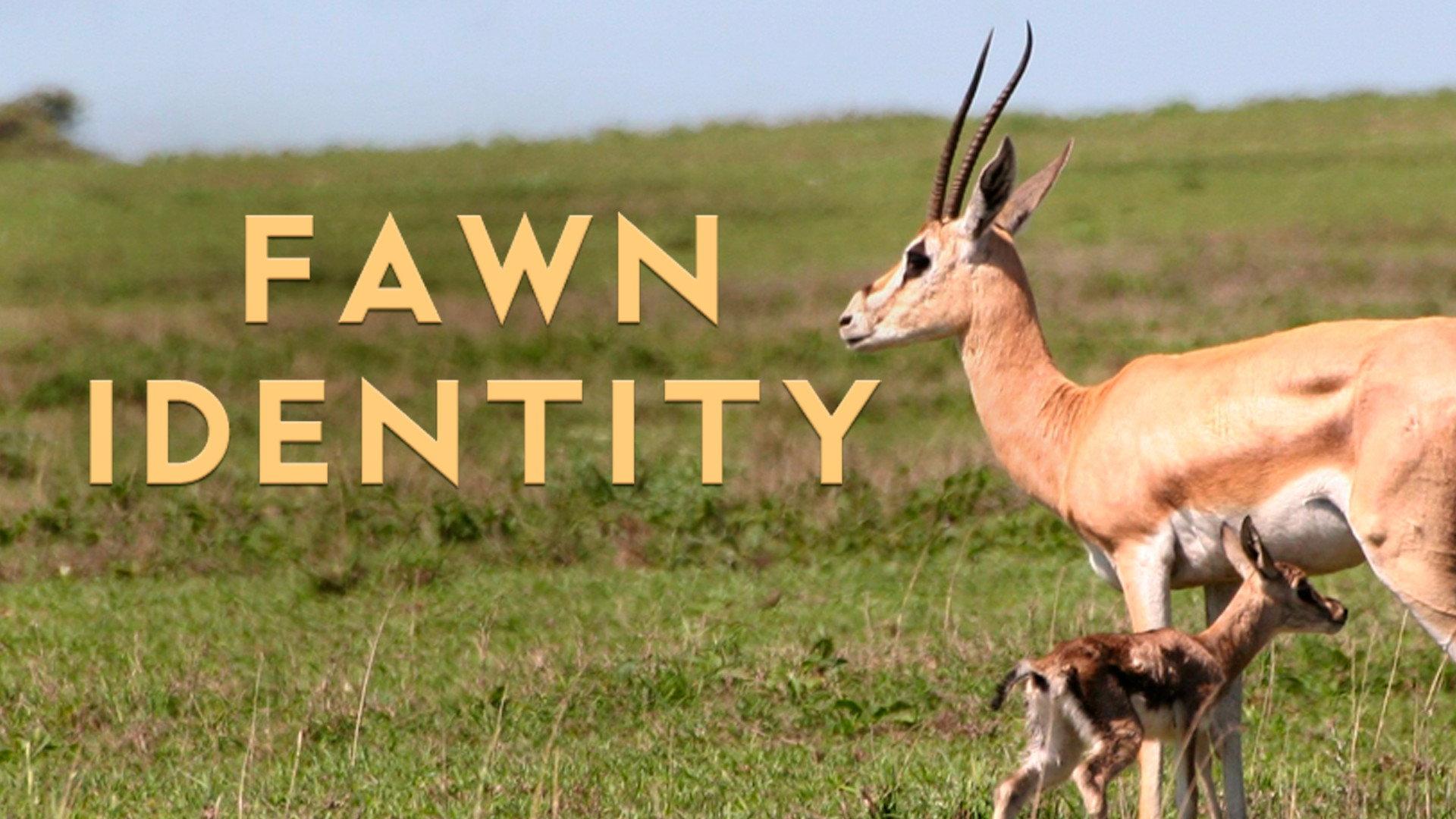 Fawn Identity 2022 movie scene