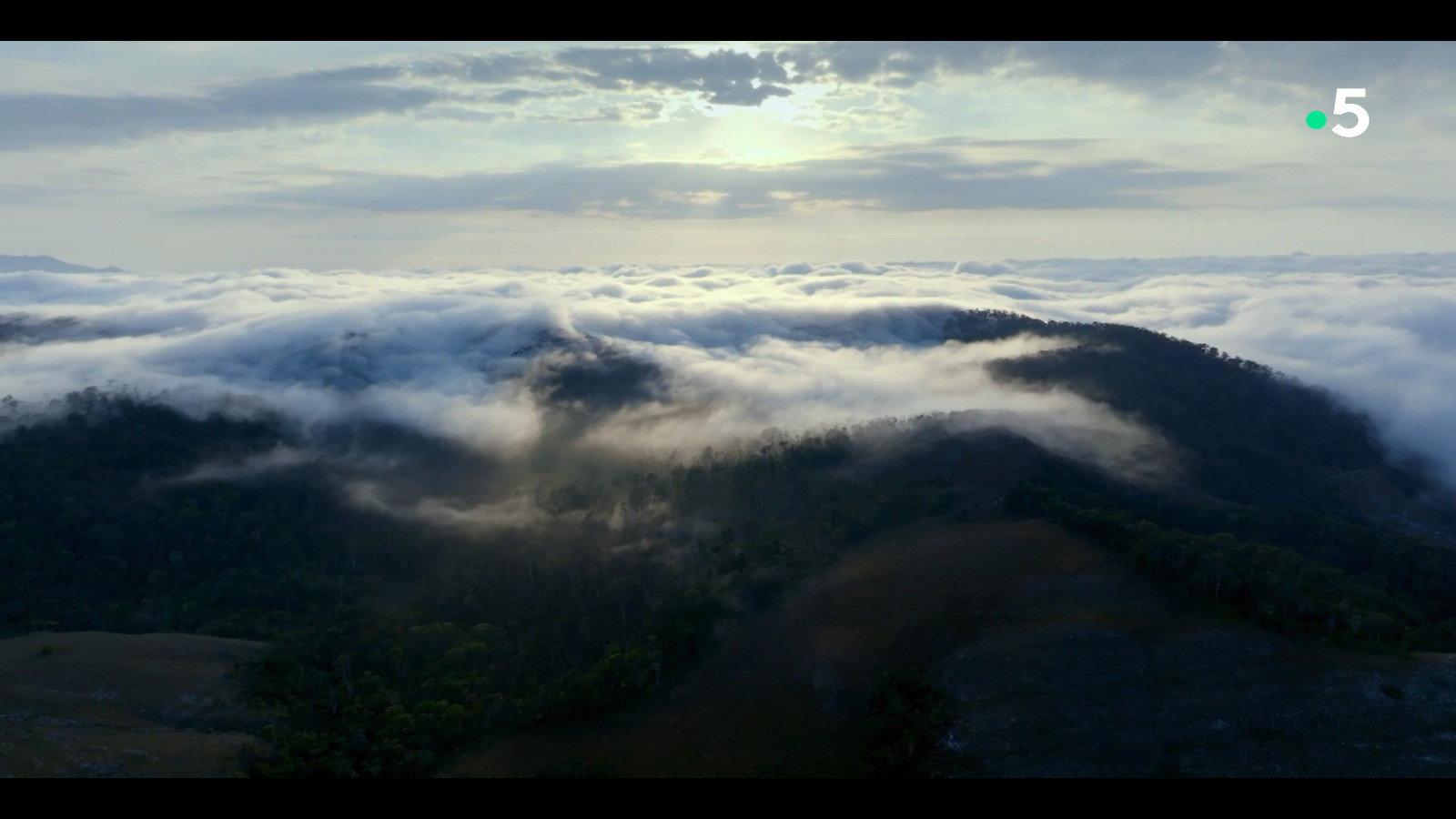 Ivohiboro, The Lost Forest 2024 movie scene