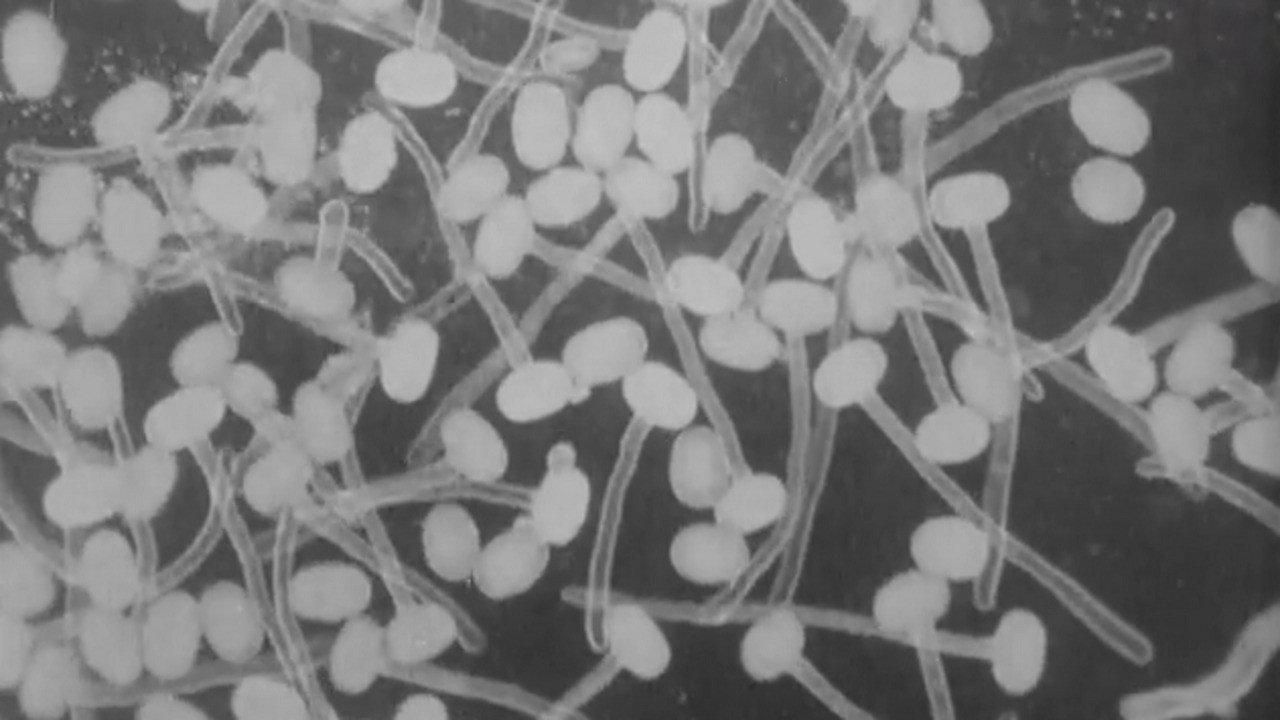 Peas and Cues 1930 movie scene