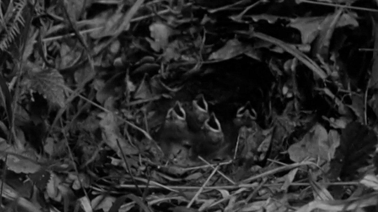 The Nightingale 1932 movie scene