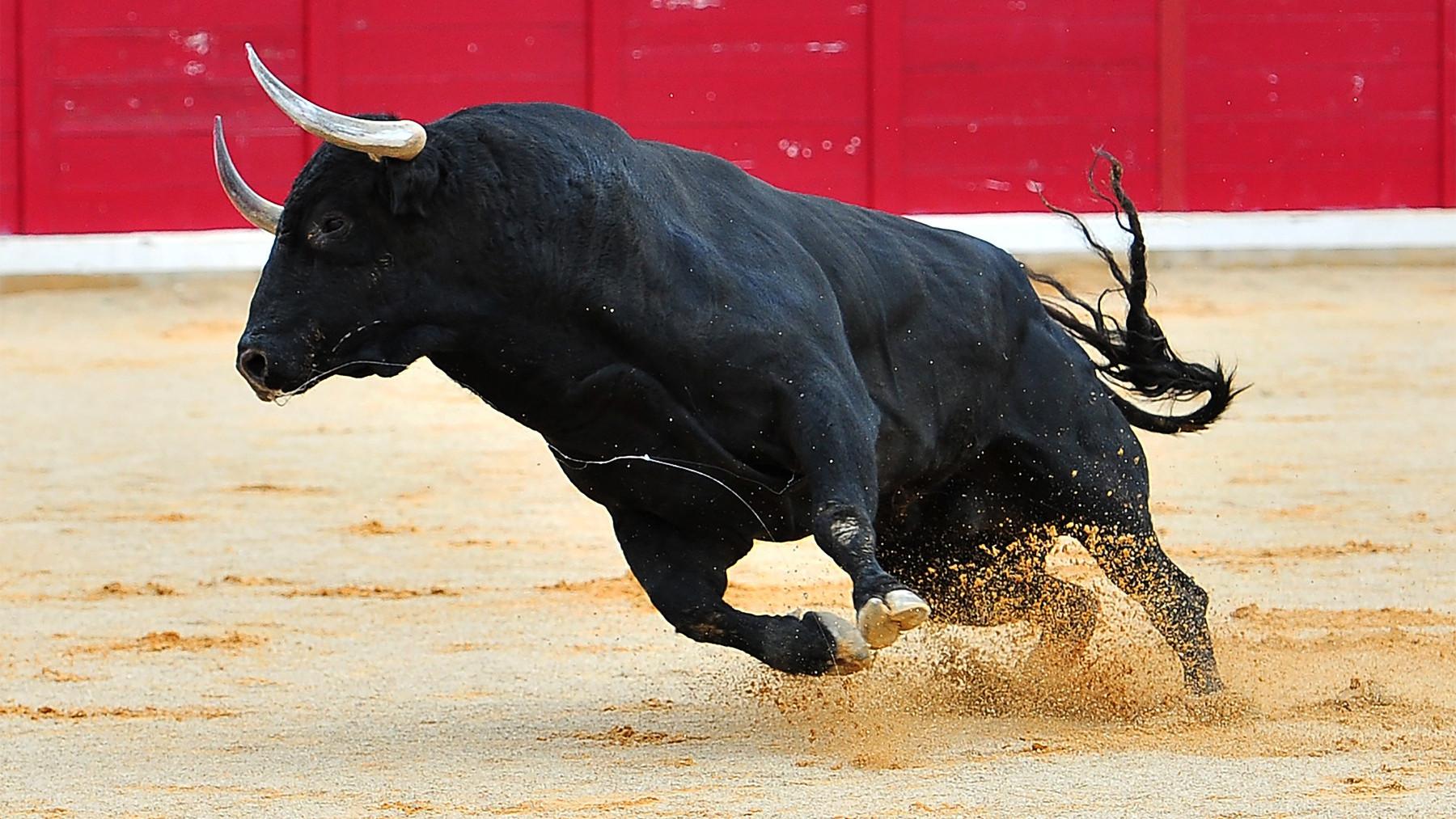 Project - Bulls 2026 2026 movie scene