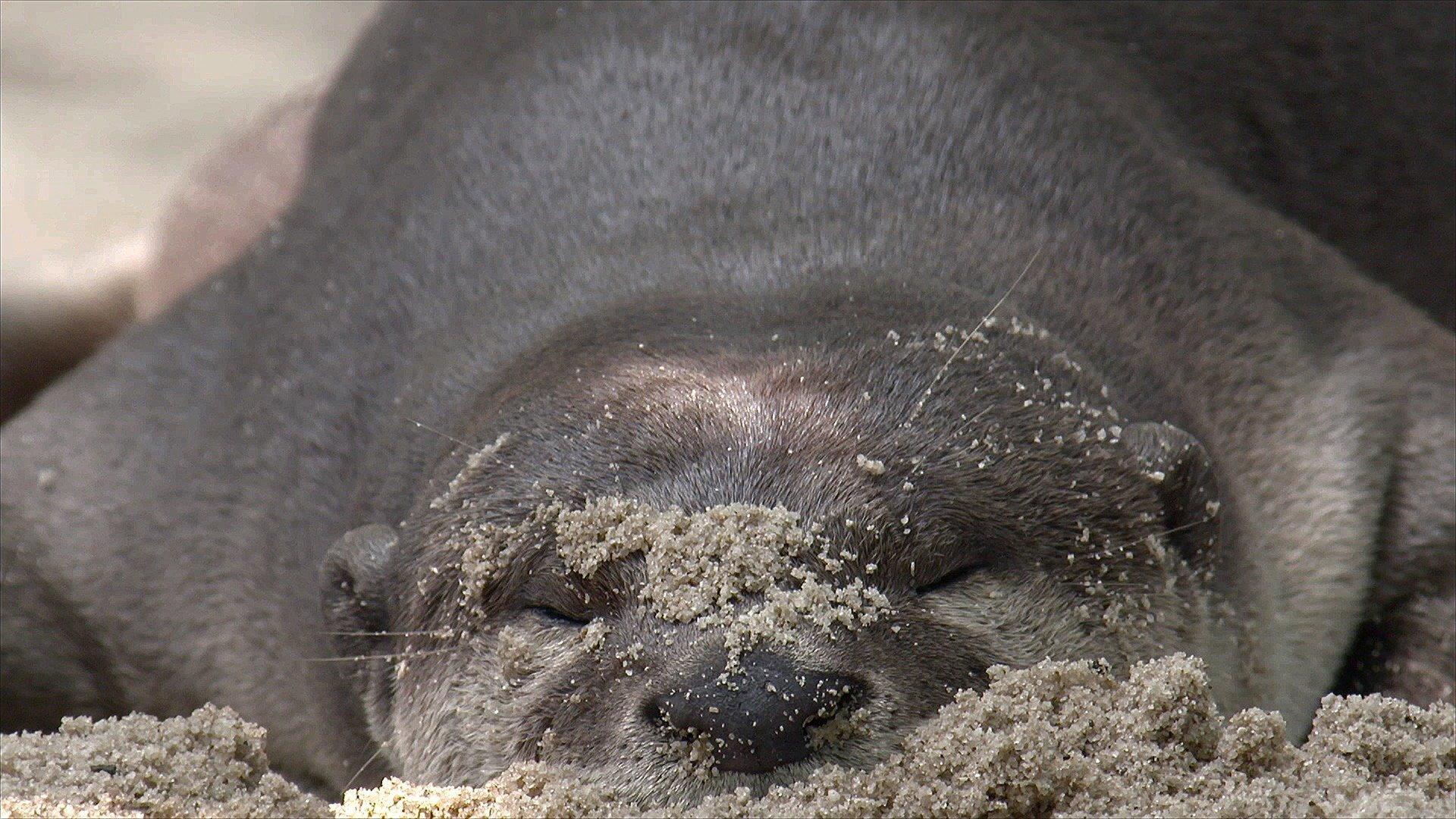 Otter Town 2016 movie scene