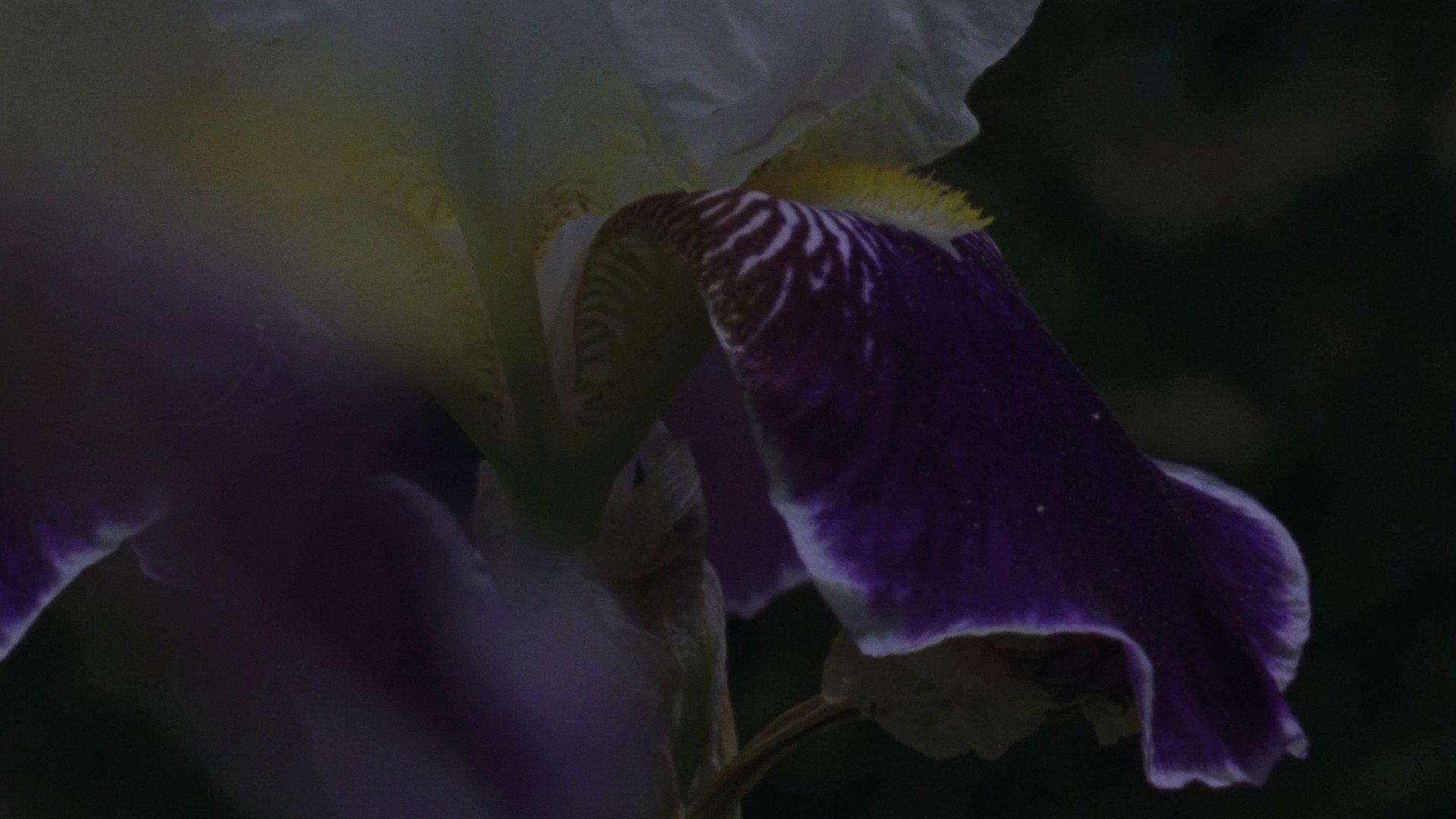 Flower Bed 2017 movie scene