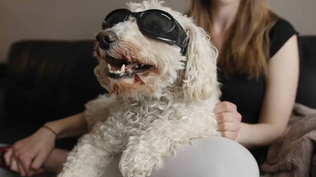 In Dog Years 2019 movie scene