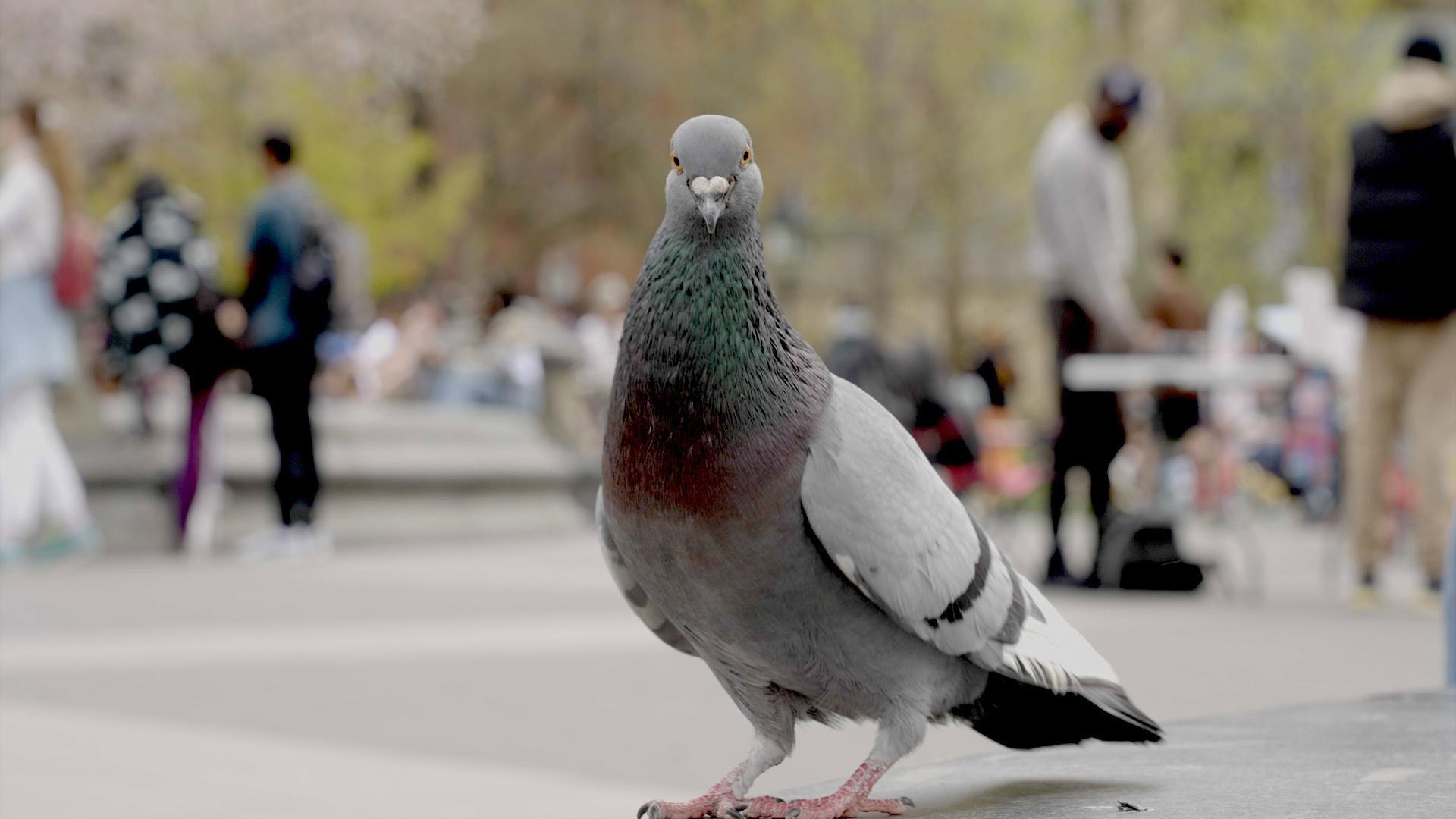 The Pigeon Hustle 2025 movie scene