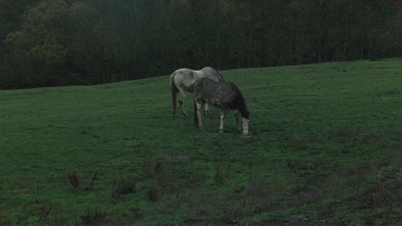 Nettles and Ivy 2011 movie scene