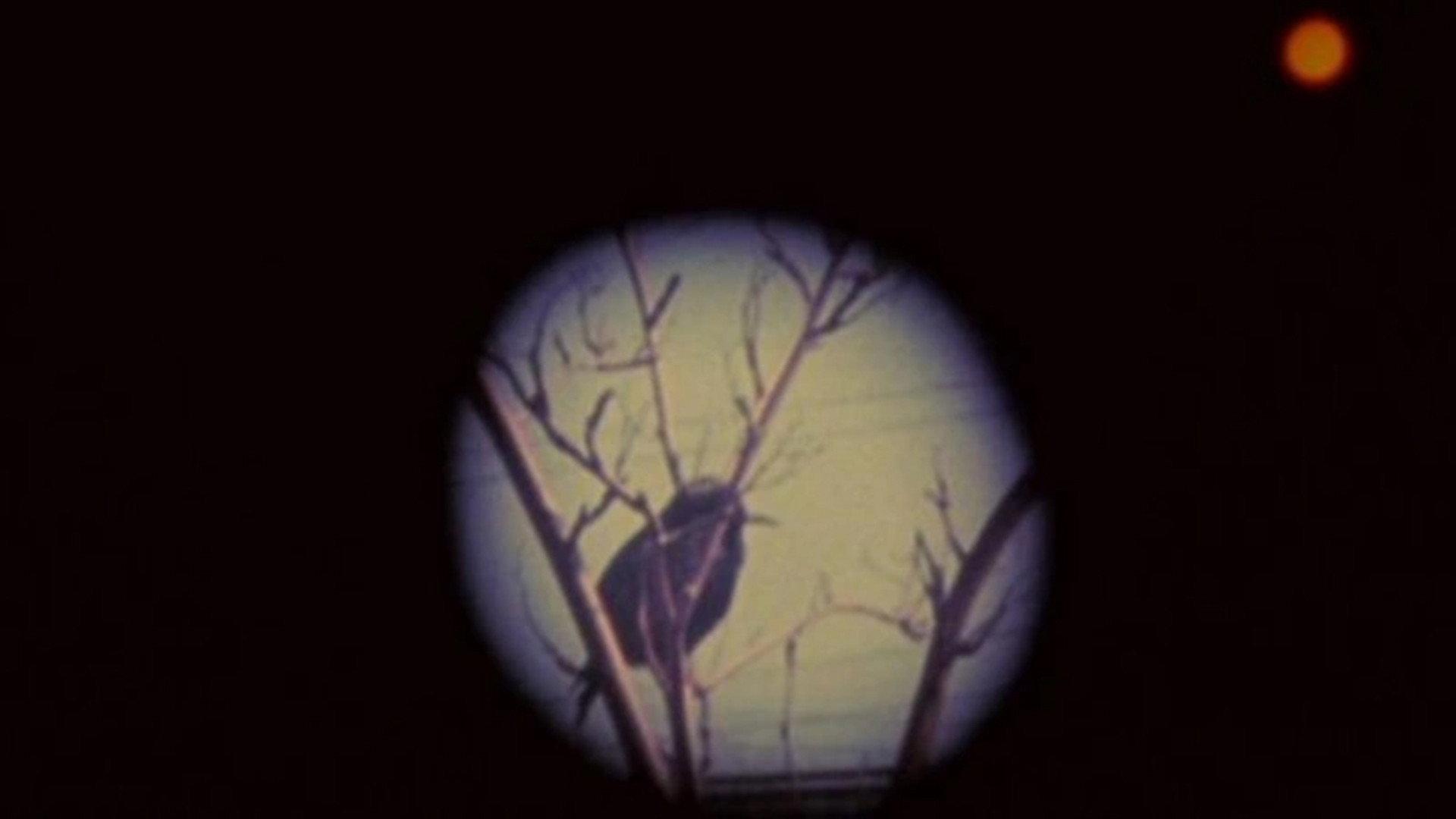 Birds at Sunrise 1986 movie scene