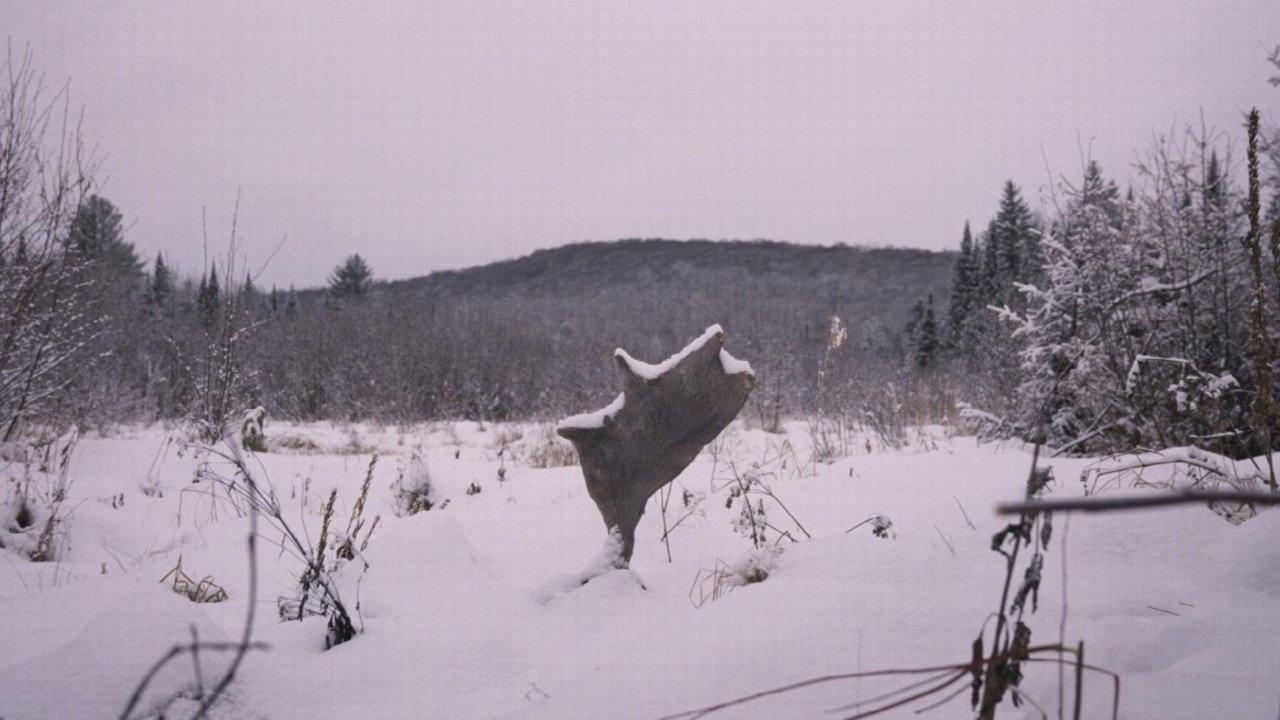 Wild Feast 2024 movie scene