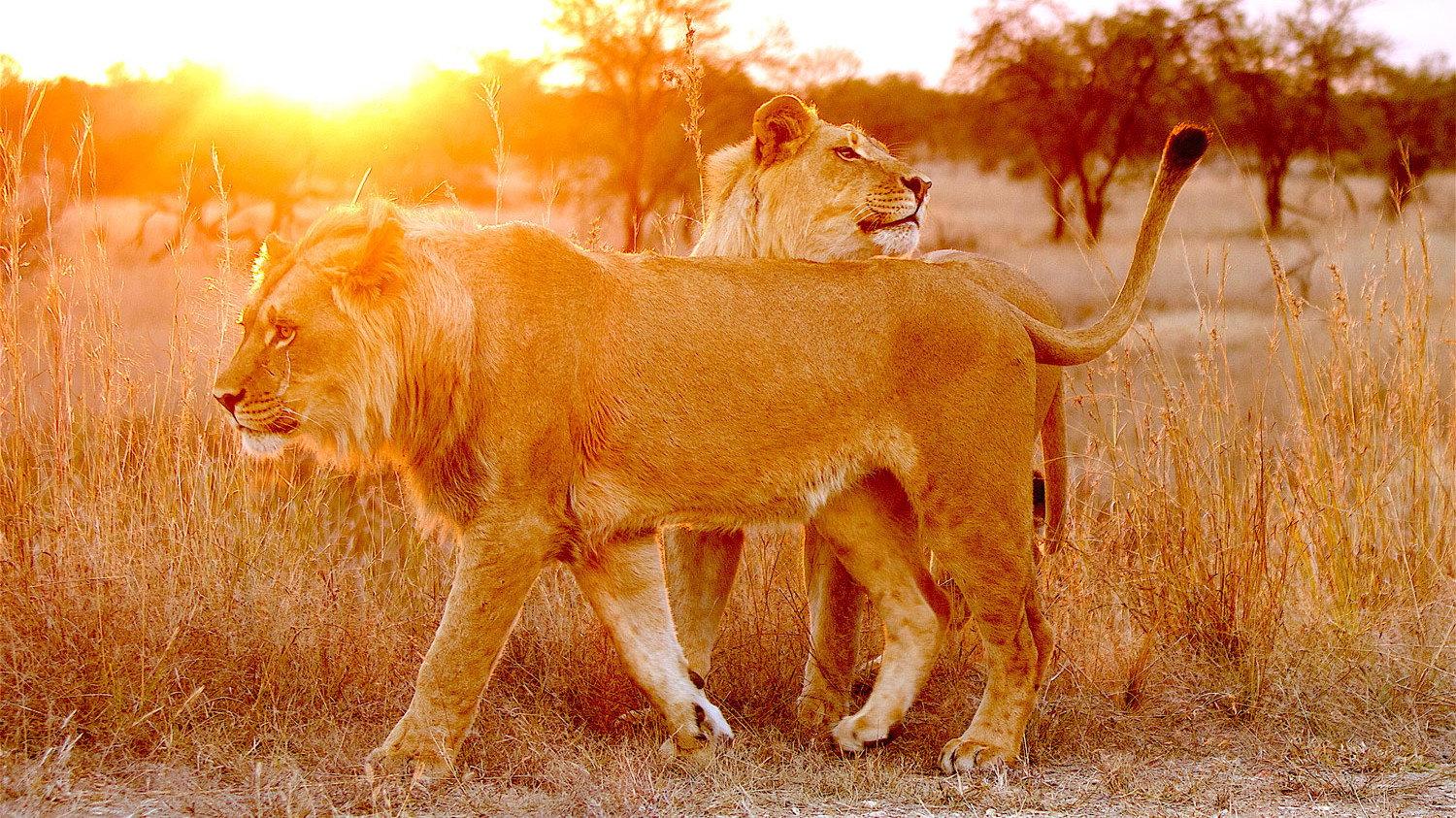 Lion Spy 2021 movie scene