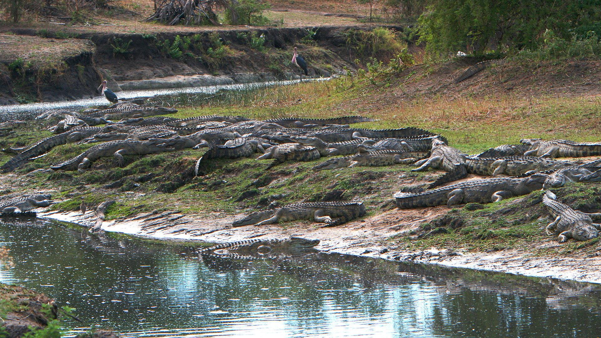Crocs of Katuma 2010 movie scene