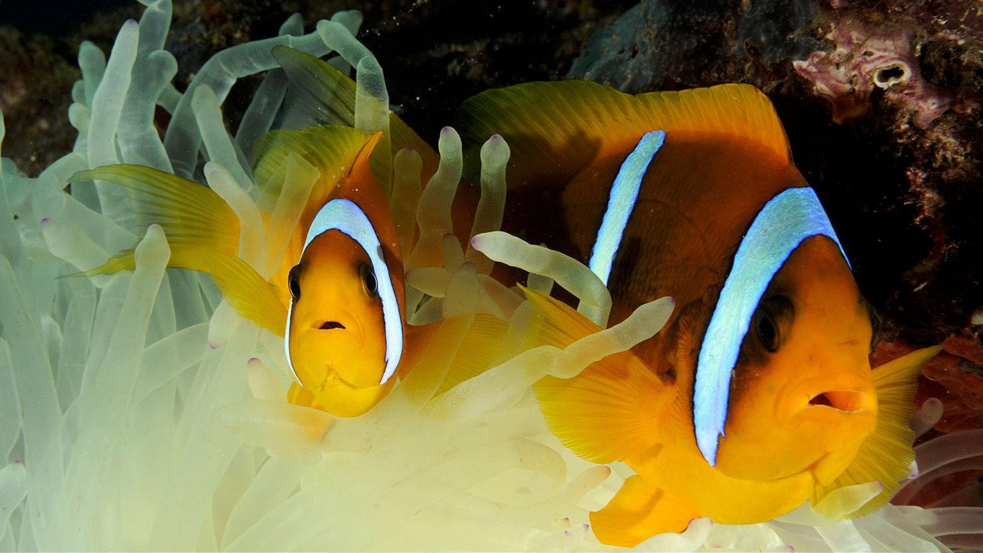 Filmstar Fish: Struggle For Survival 2011 movie scene