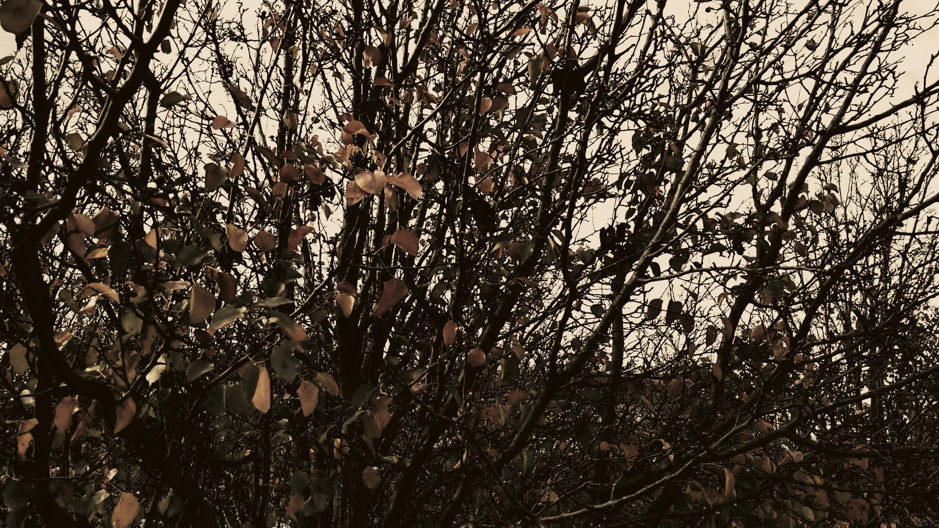 Meshes of an Autumn Afternoon 2016 movie scene