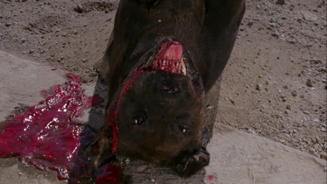 The Big Dead Dog 1981 movie scene