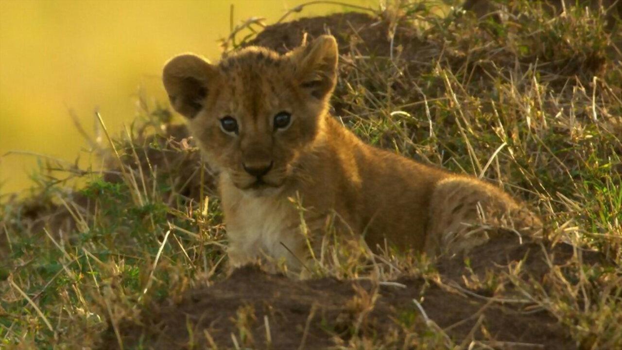 Peur sur la savane 2019 movie scene