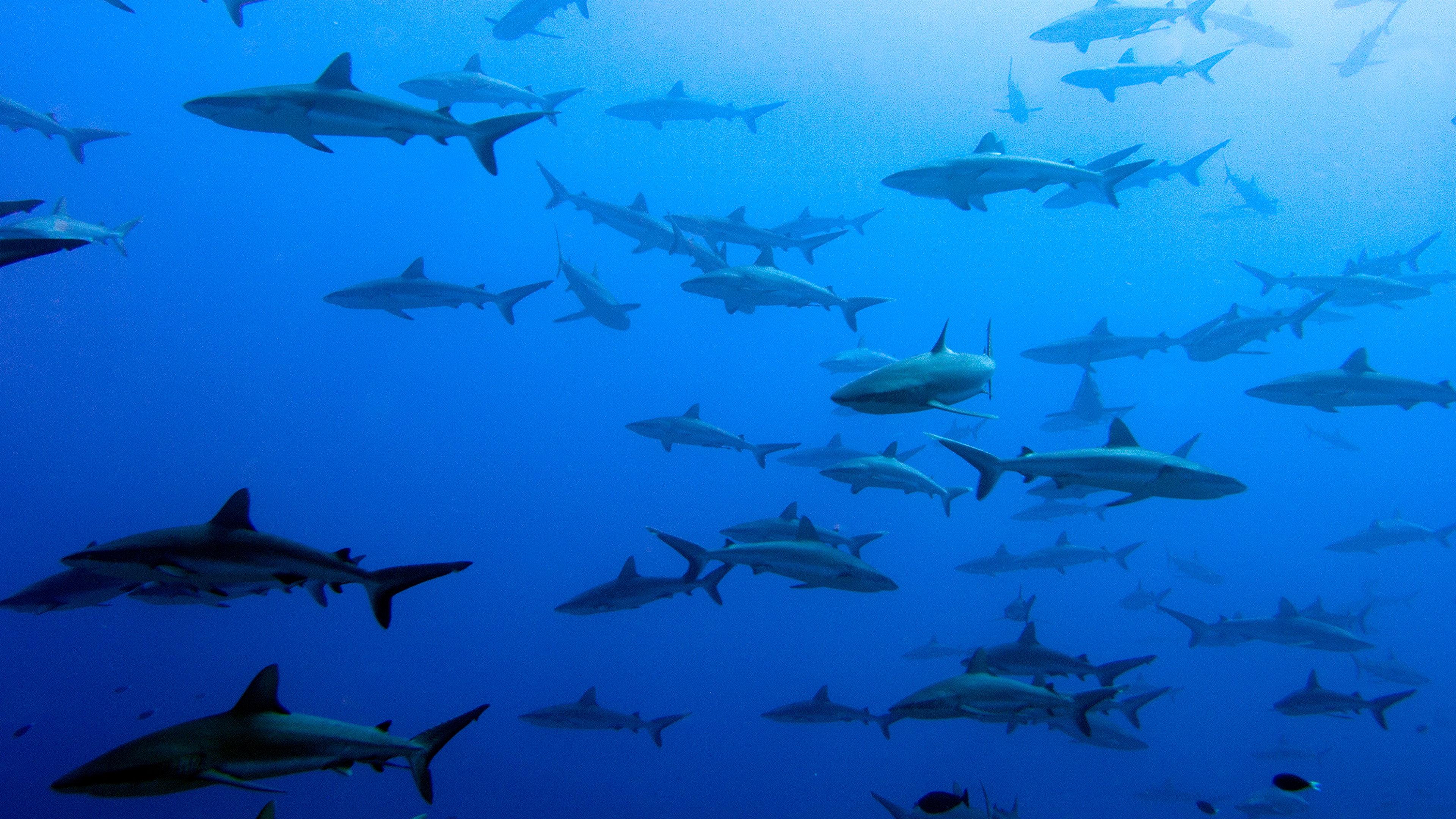 United Sharks of America 2015 movie scene