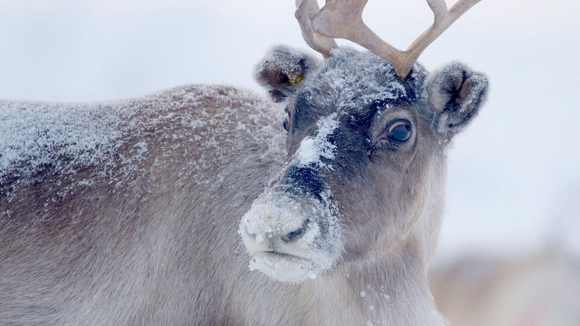 Santa's Wild Home 2020 movie scene