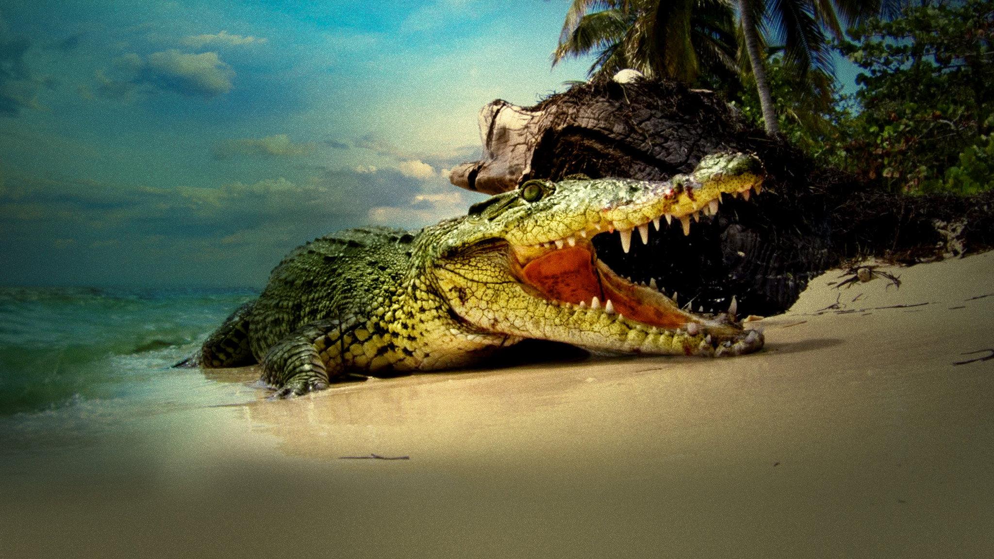 Life and Death in Paradise: Crocs of the Caribbean 2020 movie scene