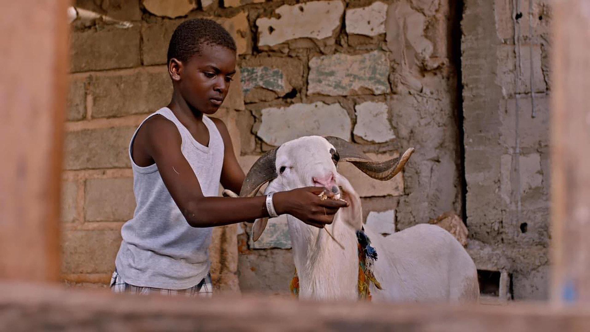 Sada's Sheep 2023 movie scene
