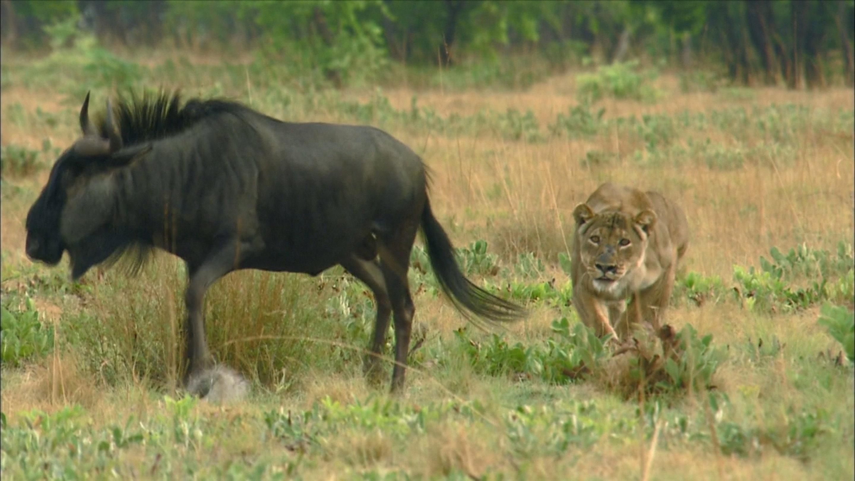 The Last Lioness 2009 movie scene