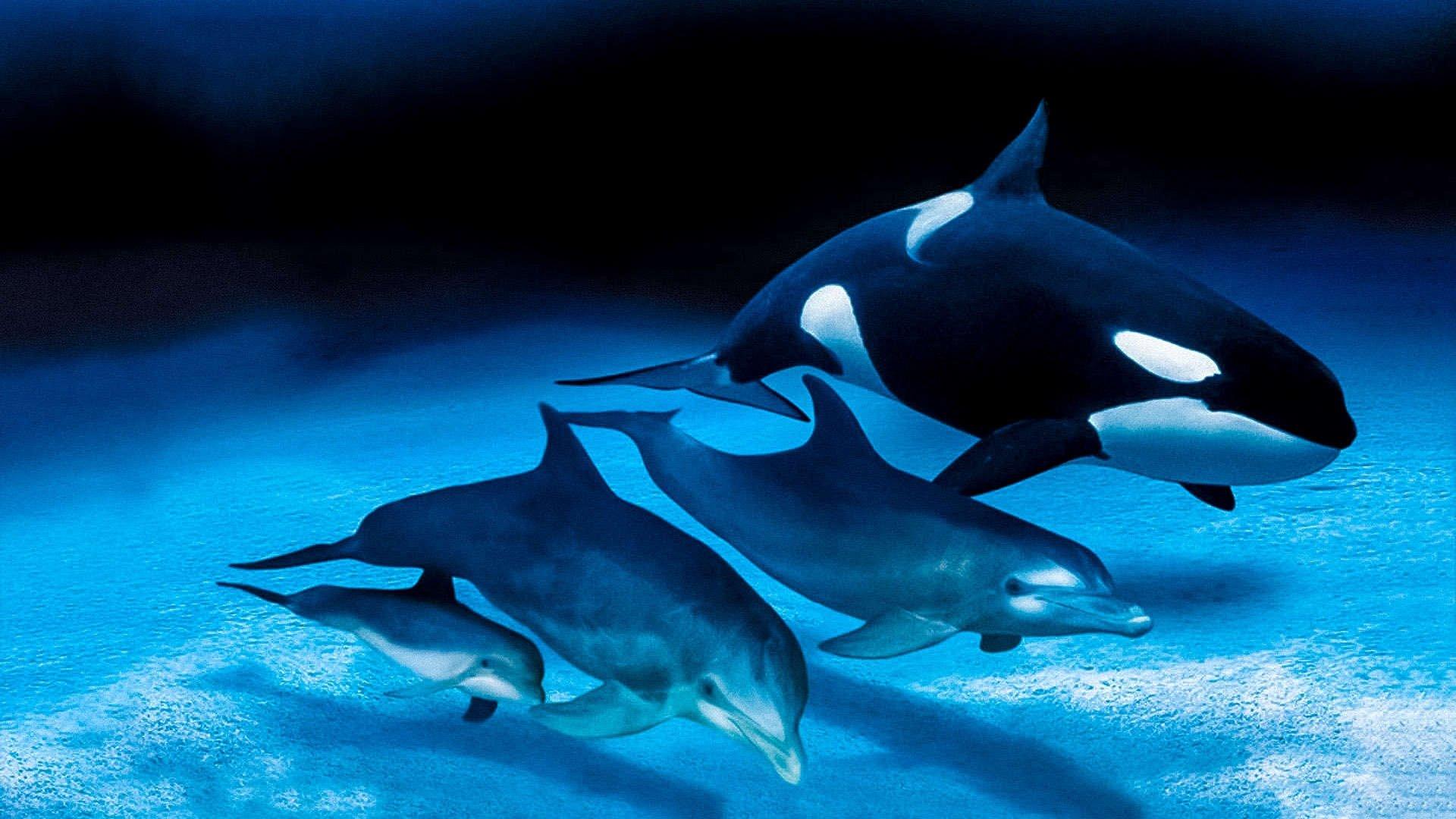 IMAX Dolphins and Whales: Tribes of the Ocean 2008 movie scene