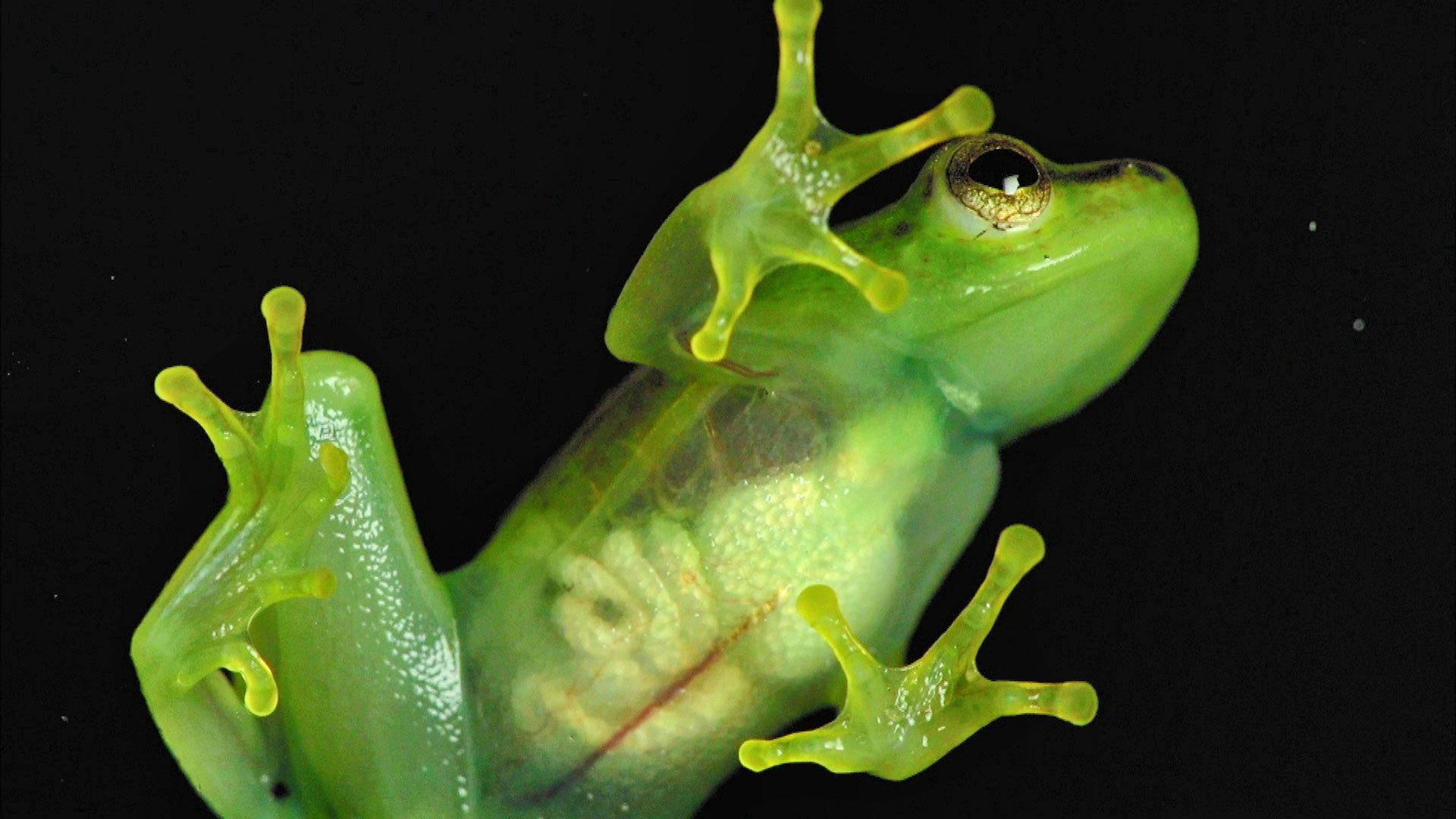 Incredible frogs 2015 movie scene