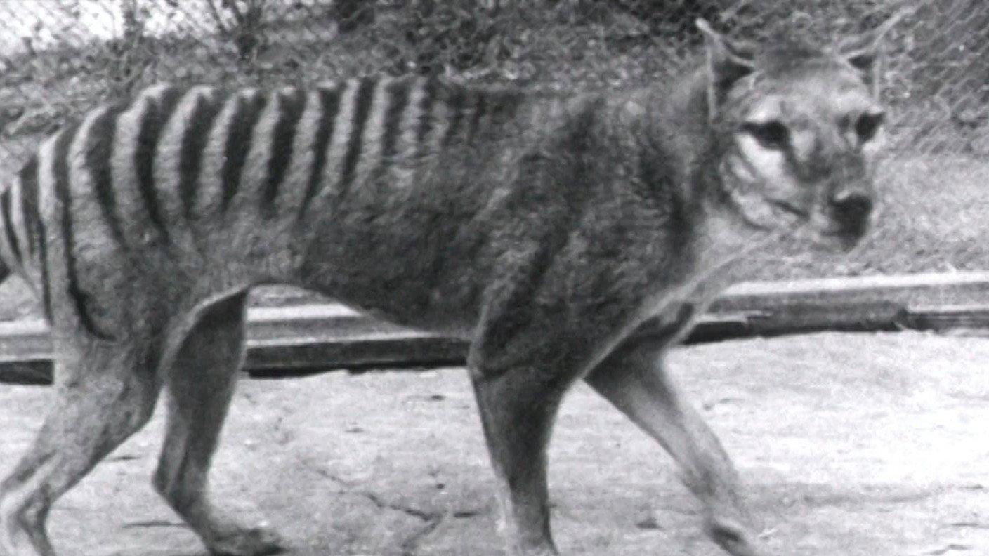 Thylacine Footage 1933 movie scene