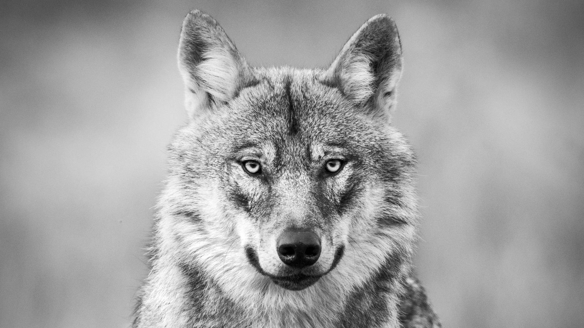 Among the Wolves 2024 movie scene