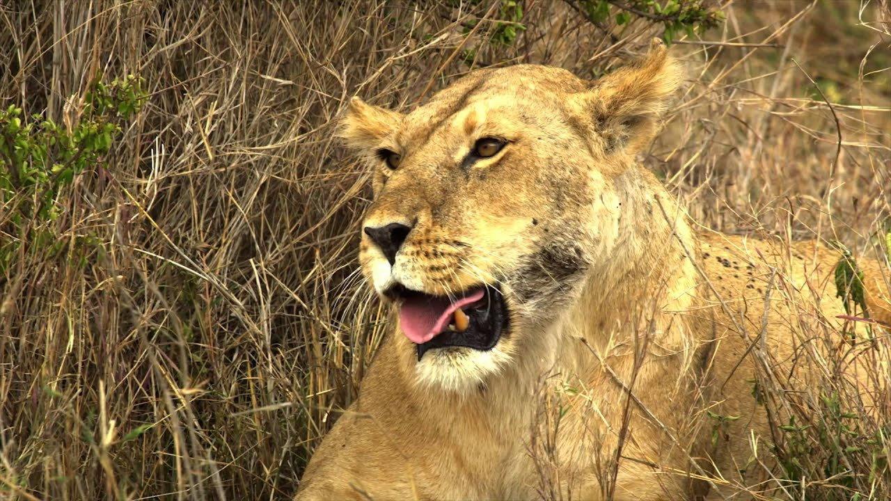Serengeti: Nature's Greatest Journey 2015 movie scene