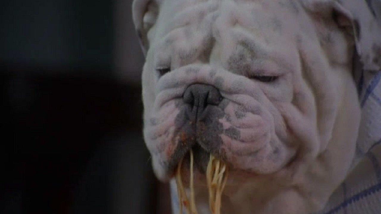 The Dogfather 2010 movie scene