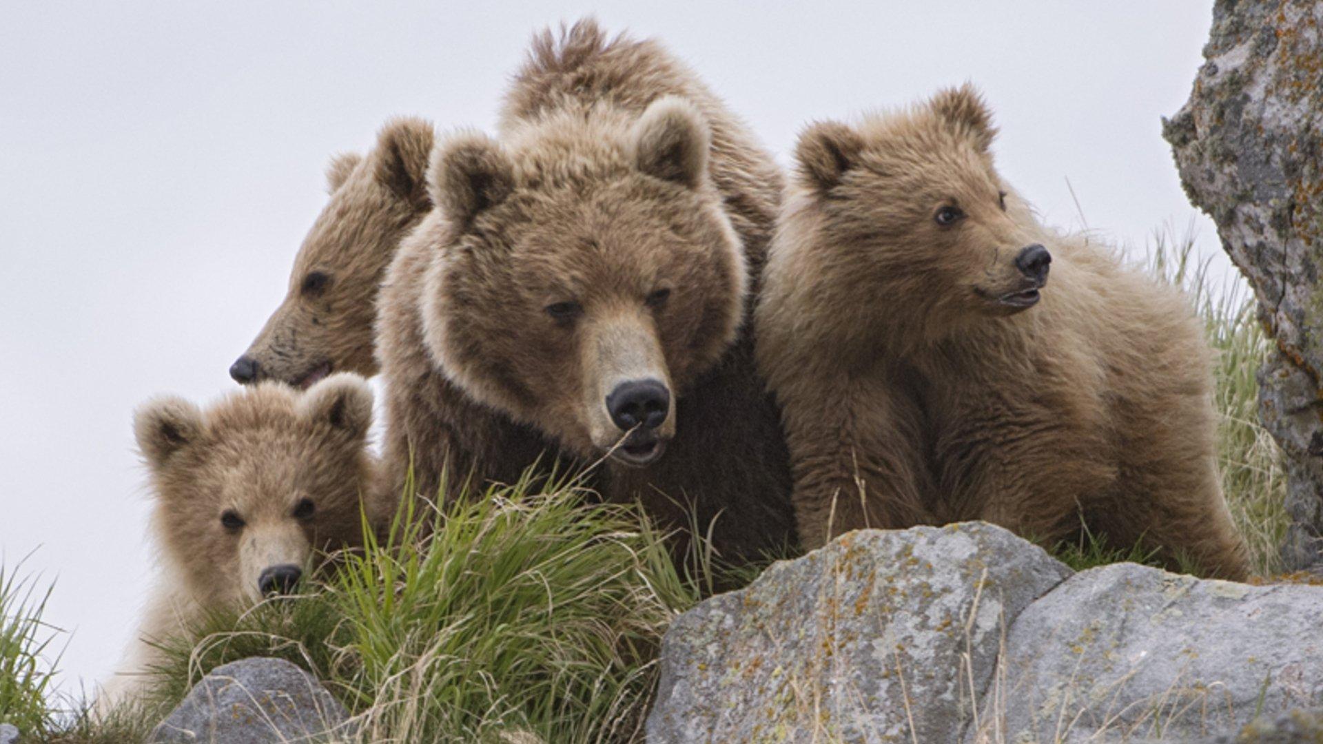 Land of the Bears 2014 movie scene
